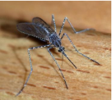 תמונה של יתוש