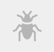 מזיק ללא תמונה